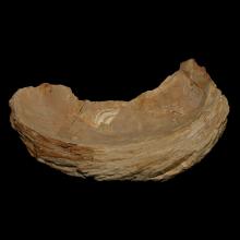 Fossile dhutre Ostrea crassissima